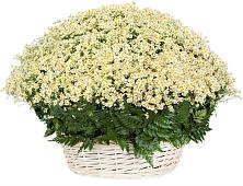 Цветочная композиция из Ромашки в корзине #REPLACE_PRED# Кумылженской